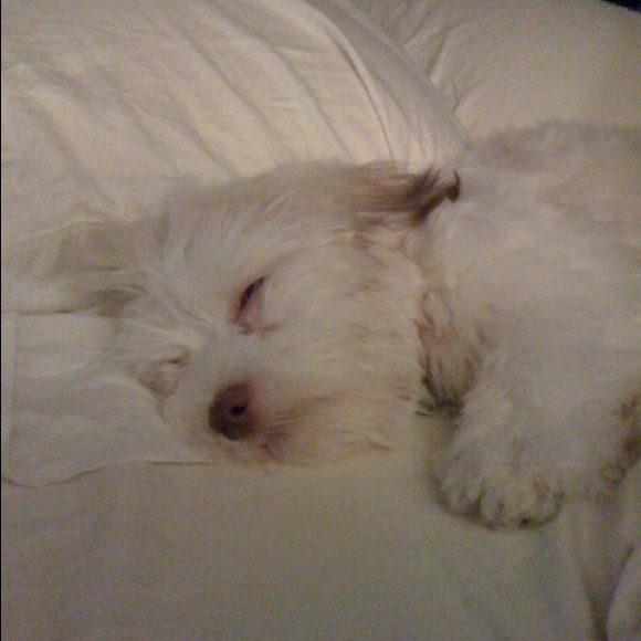 Meet your Posher, Cassandra - Picture 1 of 1